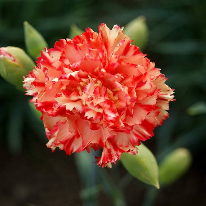 Orange Red Carnation Seeds