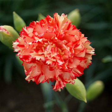 Orange Red Carnation Seeds