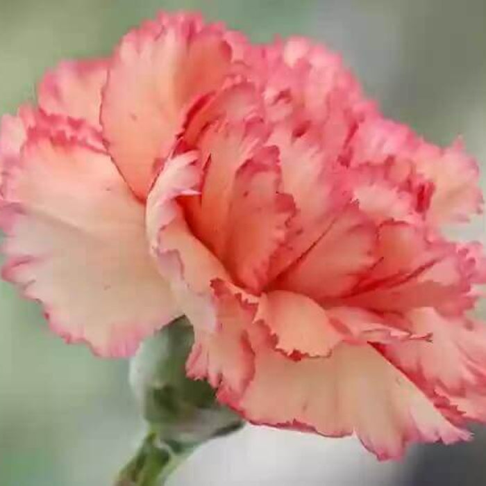Orange Red Carnation Seeds