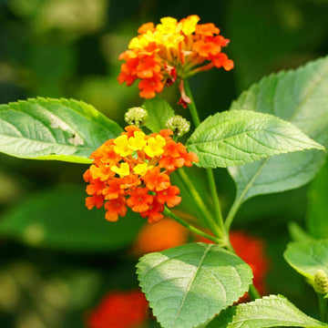
Orange Red Lantana Seeds - Flower Plant
