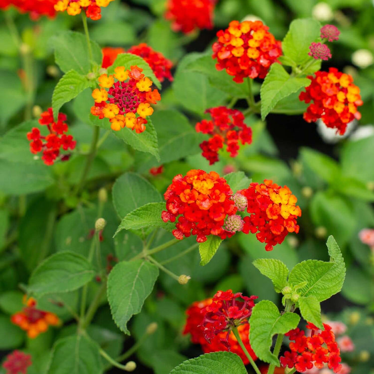 
Orange Red Lantana Seeds - Flower Plant
