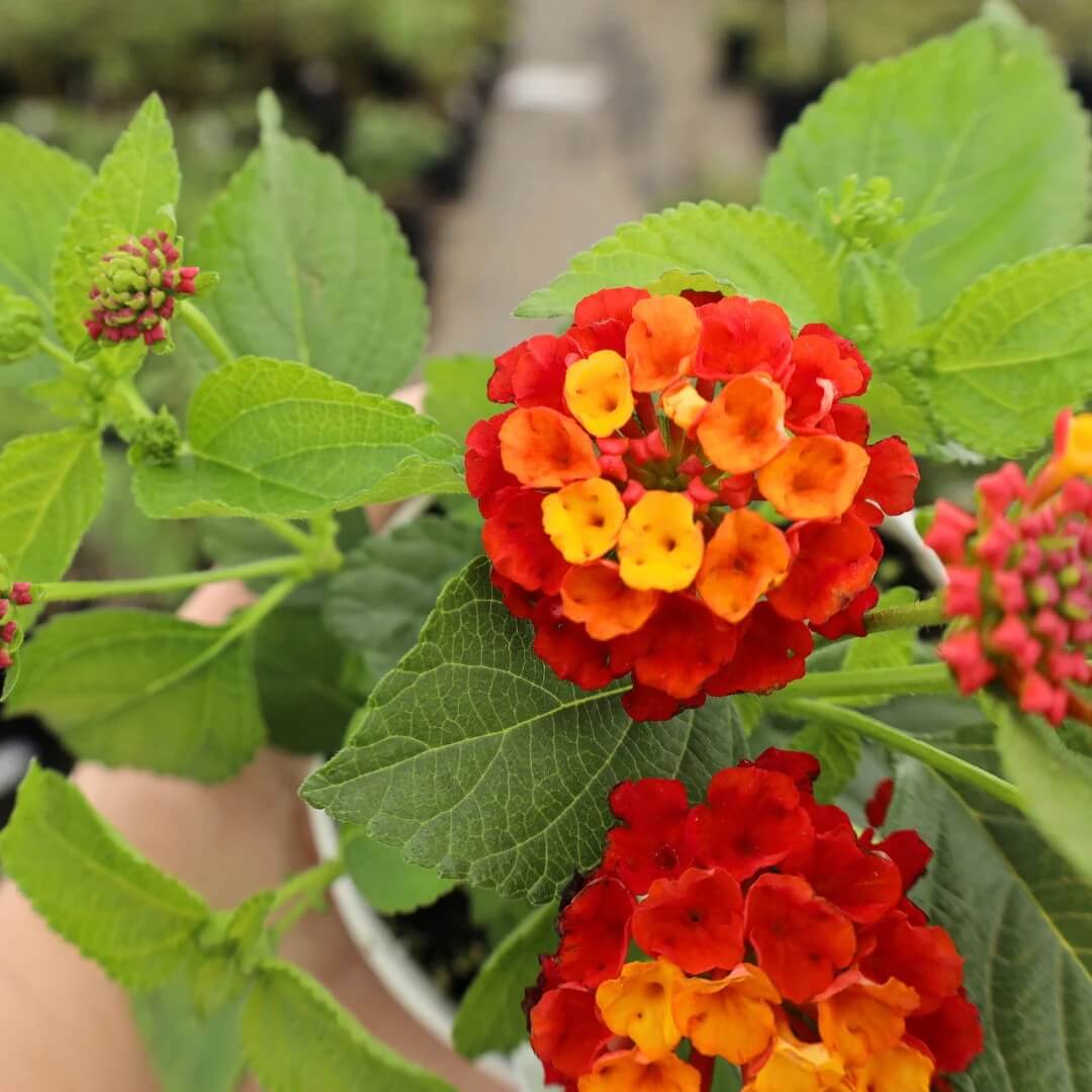 
Orange Red Lantana Seeds - Flower Plant
