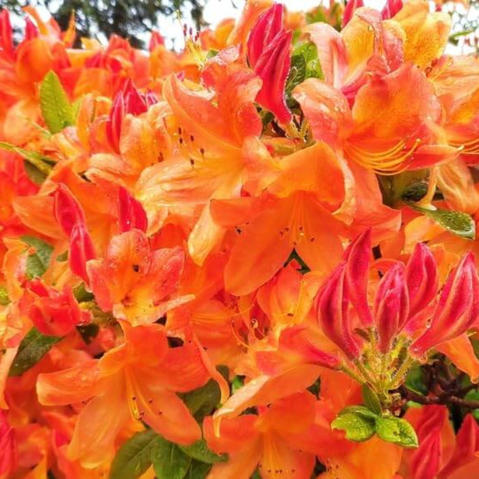 Orange Rhododendron Azalea Seeds 