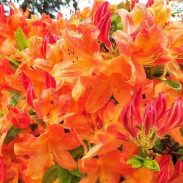 Orange Rhododendron Azalea Seeds 