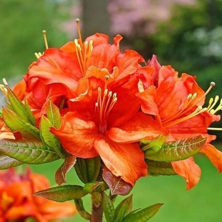 Orange Rhododendron Azalea Seeds 