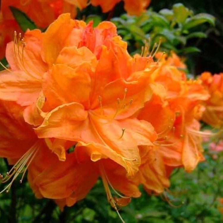 Orange Rhododendron Azalea Seeds 