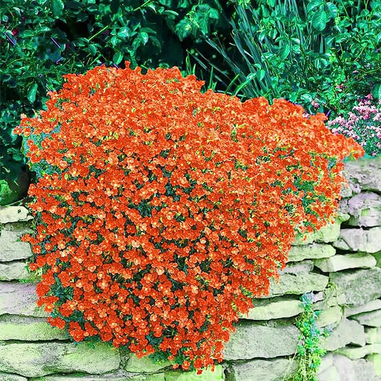 Orange Rock Cress Seeds