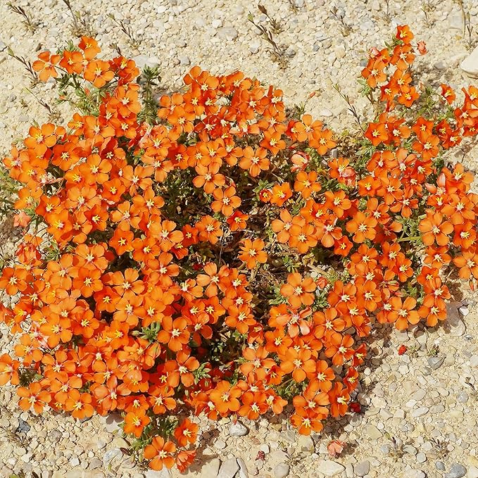 Orange Rock Cress Seeds