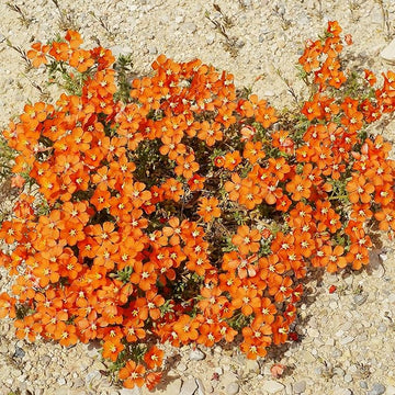 Orange Rock Cress Seeds