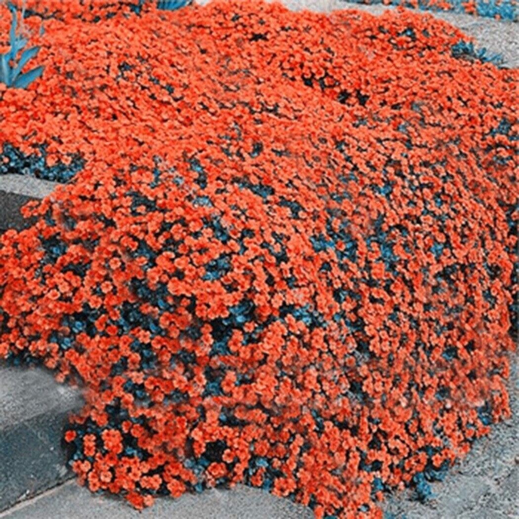 Orange Rock Cress Seeds