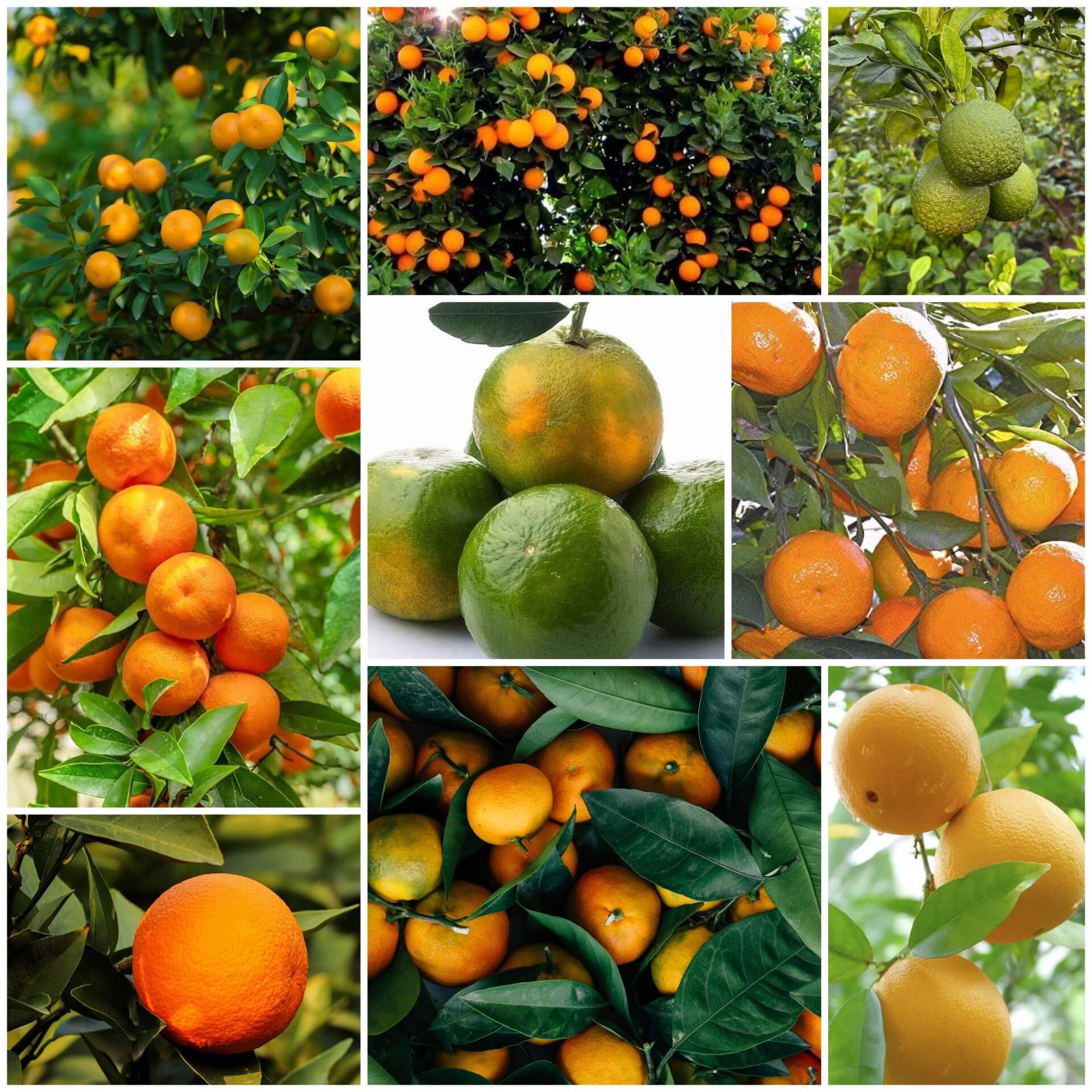 Orange Seeds - All In One For Home Gardens