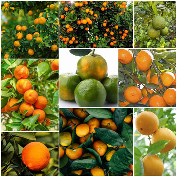 Orange Seeds - All In One For Home Gardens