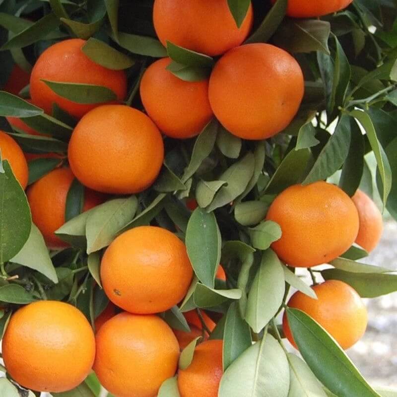 Orange Seeds - All In One For Home Gardens