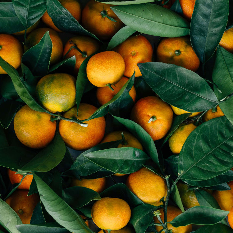 Orange Seeds - All In One For Home Gardens