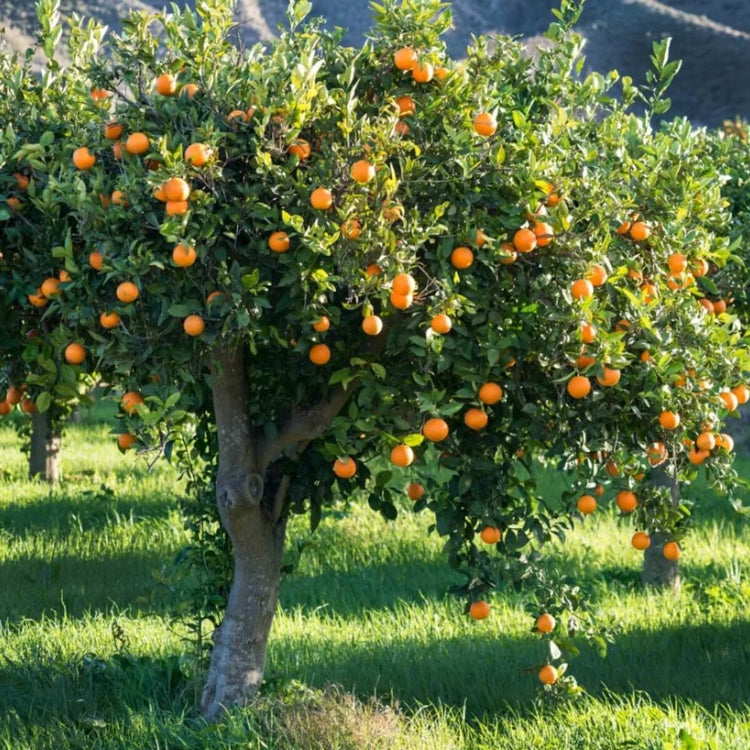 Orange Seeds - All In One For Home Gardens