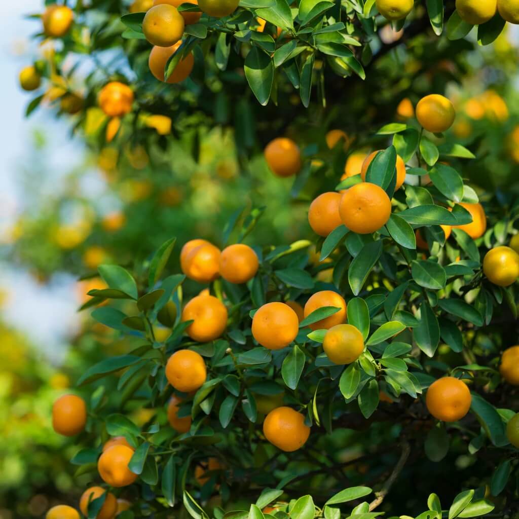 Orange Seeds - All In One For Home Gardens