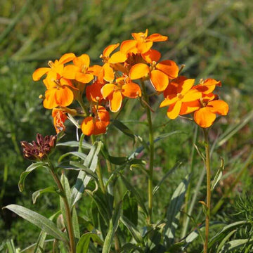 Orange Siberian Wallflower Seeds 