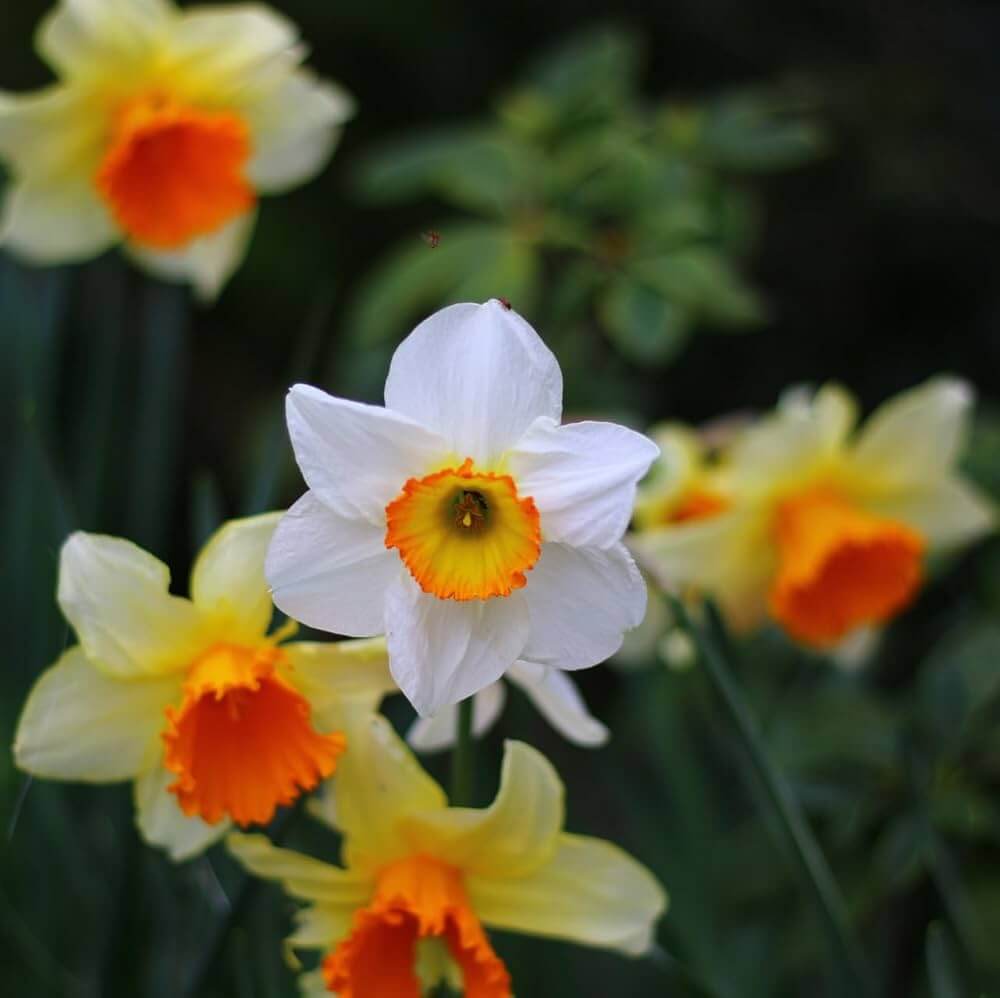 Orange White Daffodil Seeds