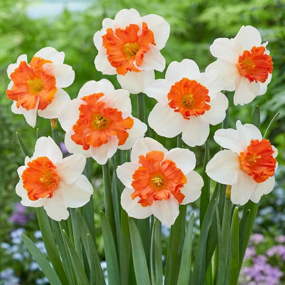 Orange White Daffodil Seeds