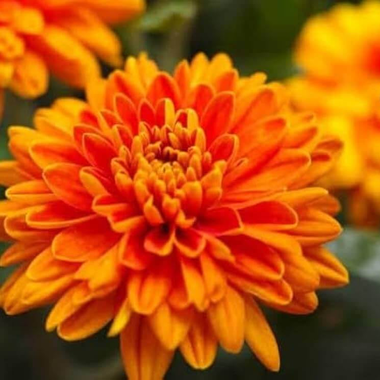 Orange Wildflower Chrysanthemum Seeds
