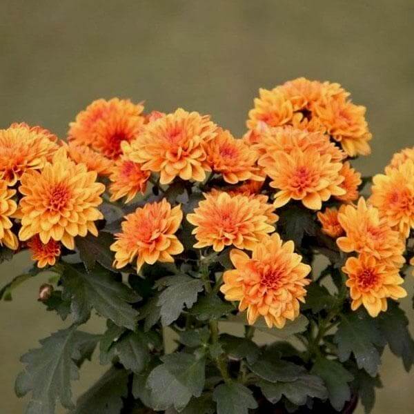 Orange Wildflower Chrysanthemum Seeds