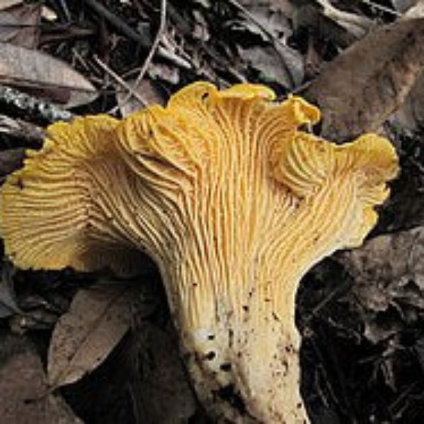 Orange & Yellow Mix Mushroom Seeds