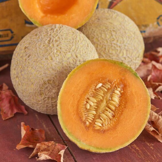 Orange antaloupe Seeds