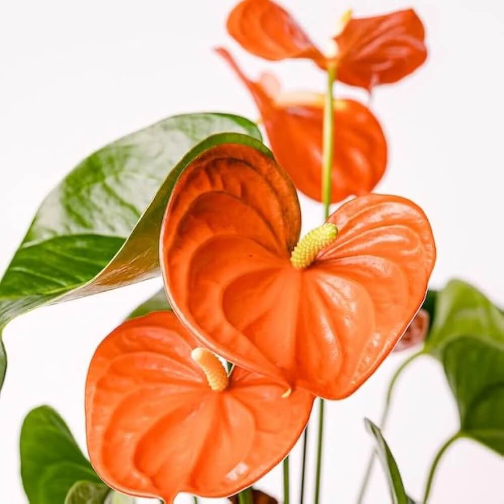 Orange anthurium Seeds