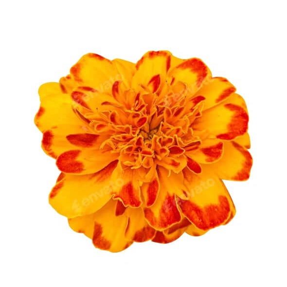 Orange with Red Marigold Seeds