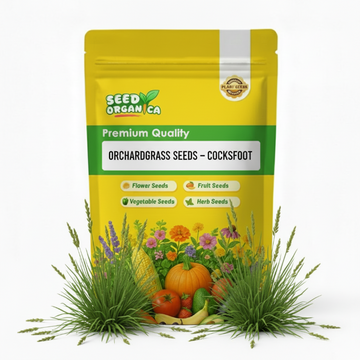 Orchardgrass Seeds –Cocksfoot