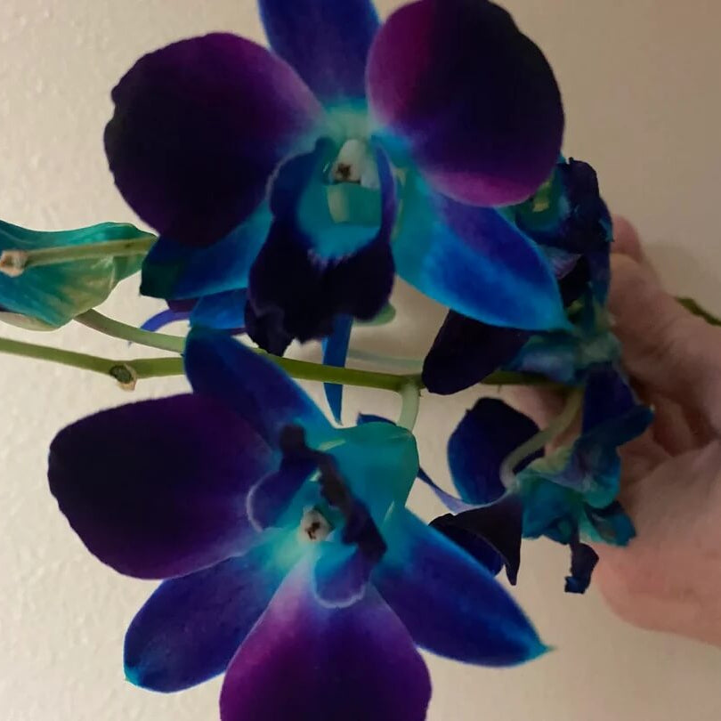 Orchid Seeds – Blue-Purple Phalaenopsis