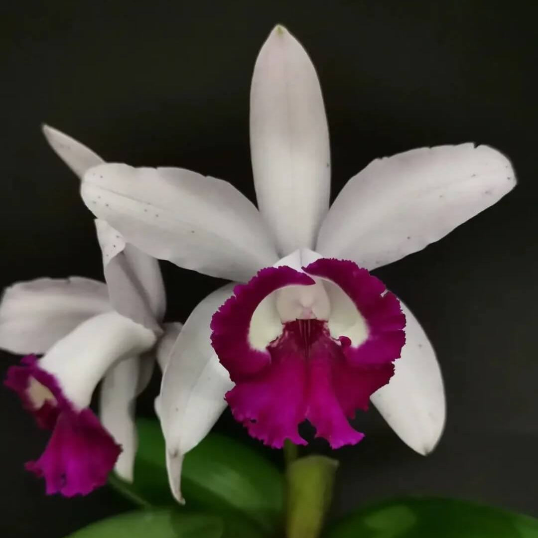 Orchid Seeds – Cattleya Intermedia
