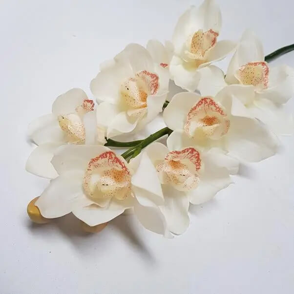 Orchid Seeds – Cream Cymbidium