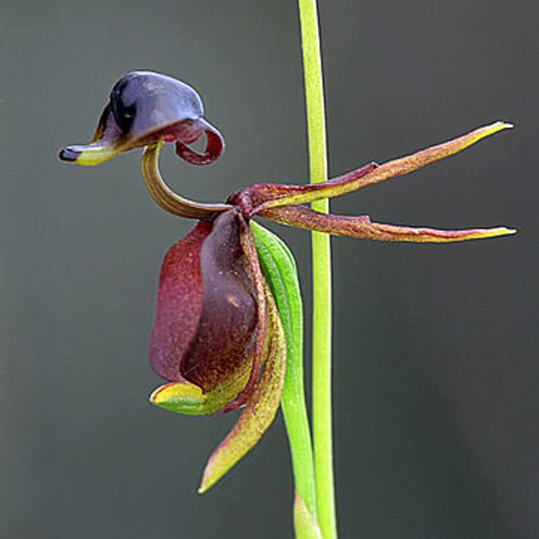 Orchid Seeds – Flying Duck