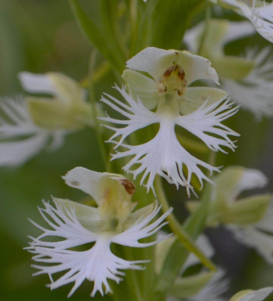 Orchid Seeds – Fringed