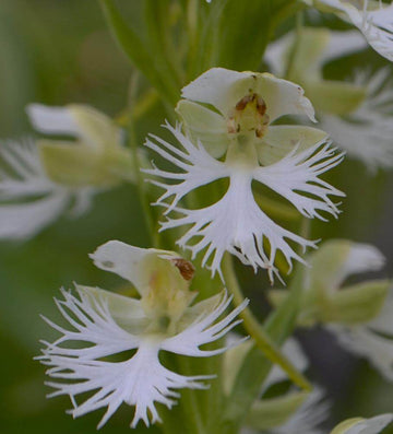 Orchid Seeds – Fringed