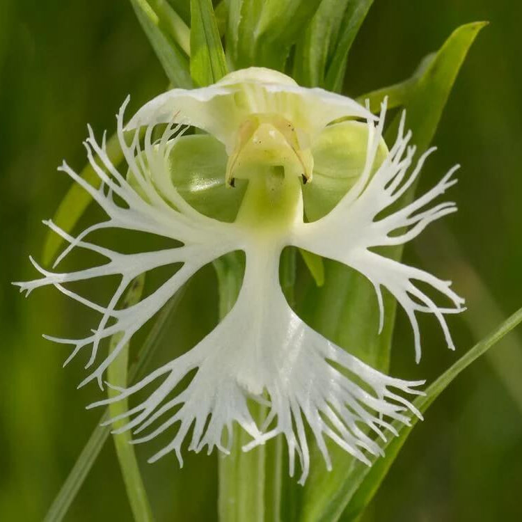 Orchid Seeds – Fringed