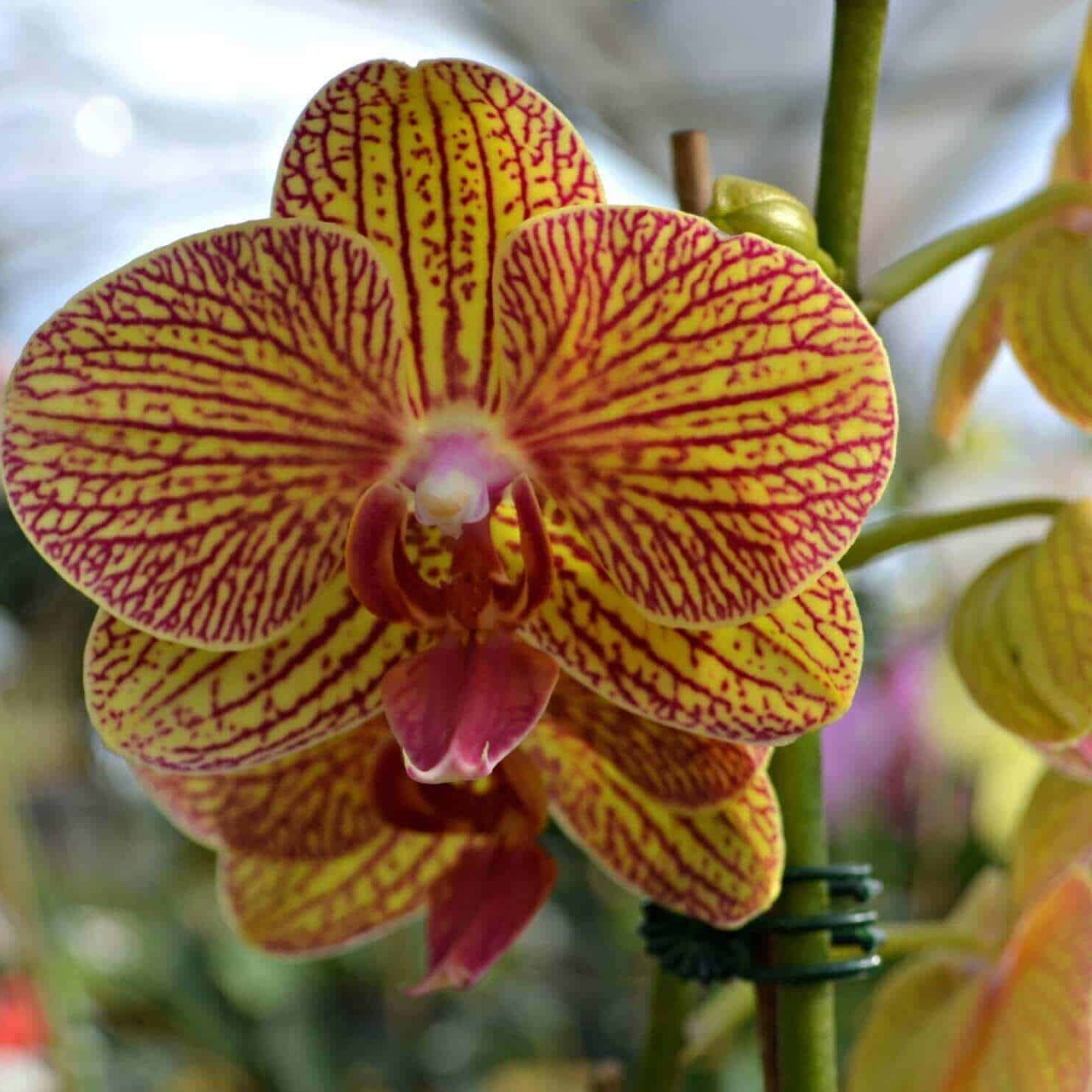 Orchid Seeds – Green Brown Phalaenopsis