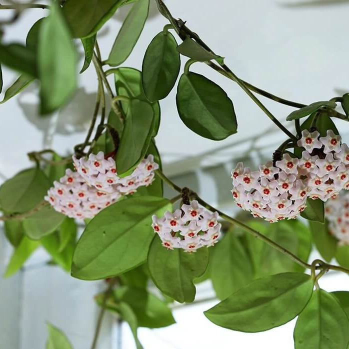 Orchid Seeds – Hoya