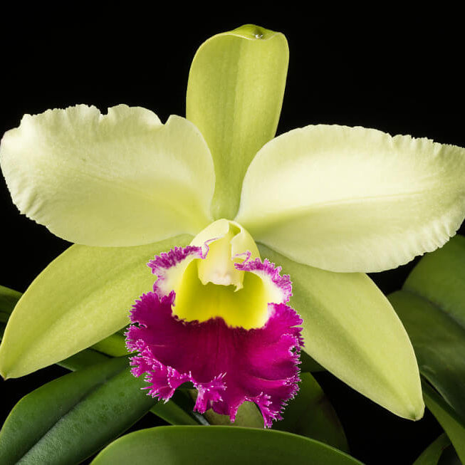 Orchid Seeds – Light Green Cattleya