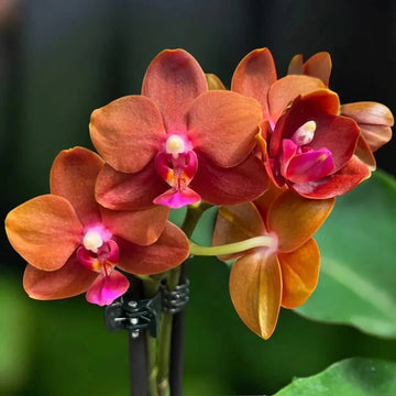 Orchid Seeds – Light Red Phalaenopsis