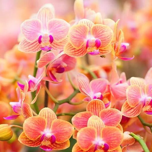 Orchid Seeds – Orange Pink Phalaenopsis