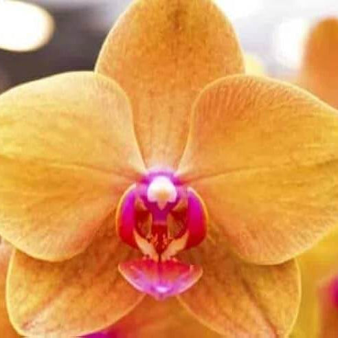 Orchid Seeds – Orange Yellow Phalaenopsis
