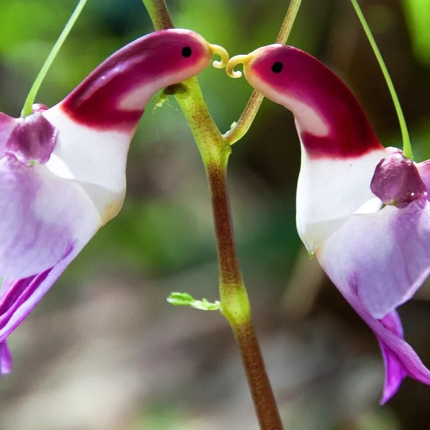 Orchid Seeds – Parrot Orchid