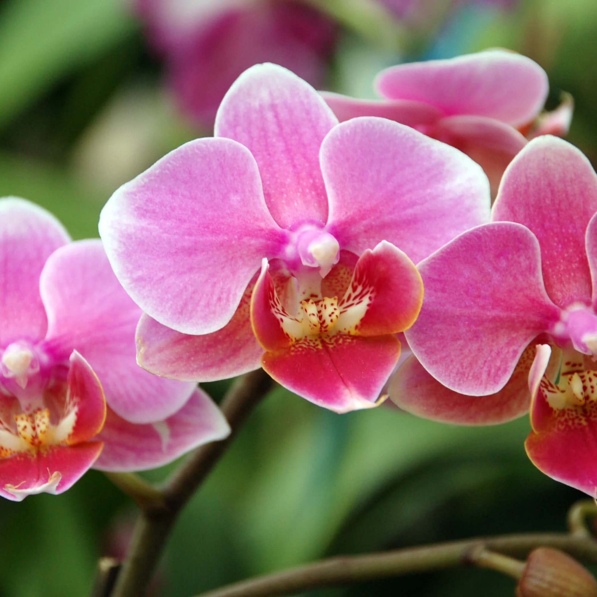 Orchid Seeds – Pink Hydroponic