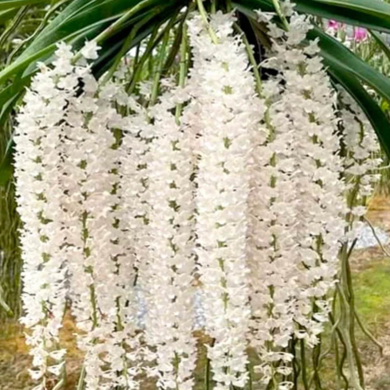Orchid Seeds – Rhynchostylis Retusa Alba