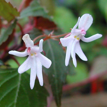 Orchid Seeds – Baby Face