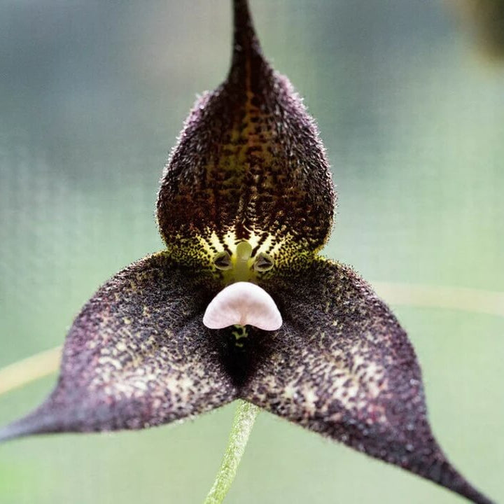 Orchid Seeds – Black Monkey Face
