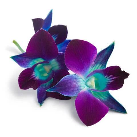 Orchid Seeds – Blue-Purple Phalaenopsis