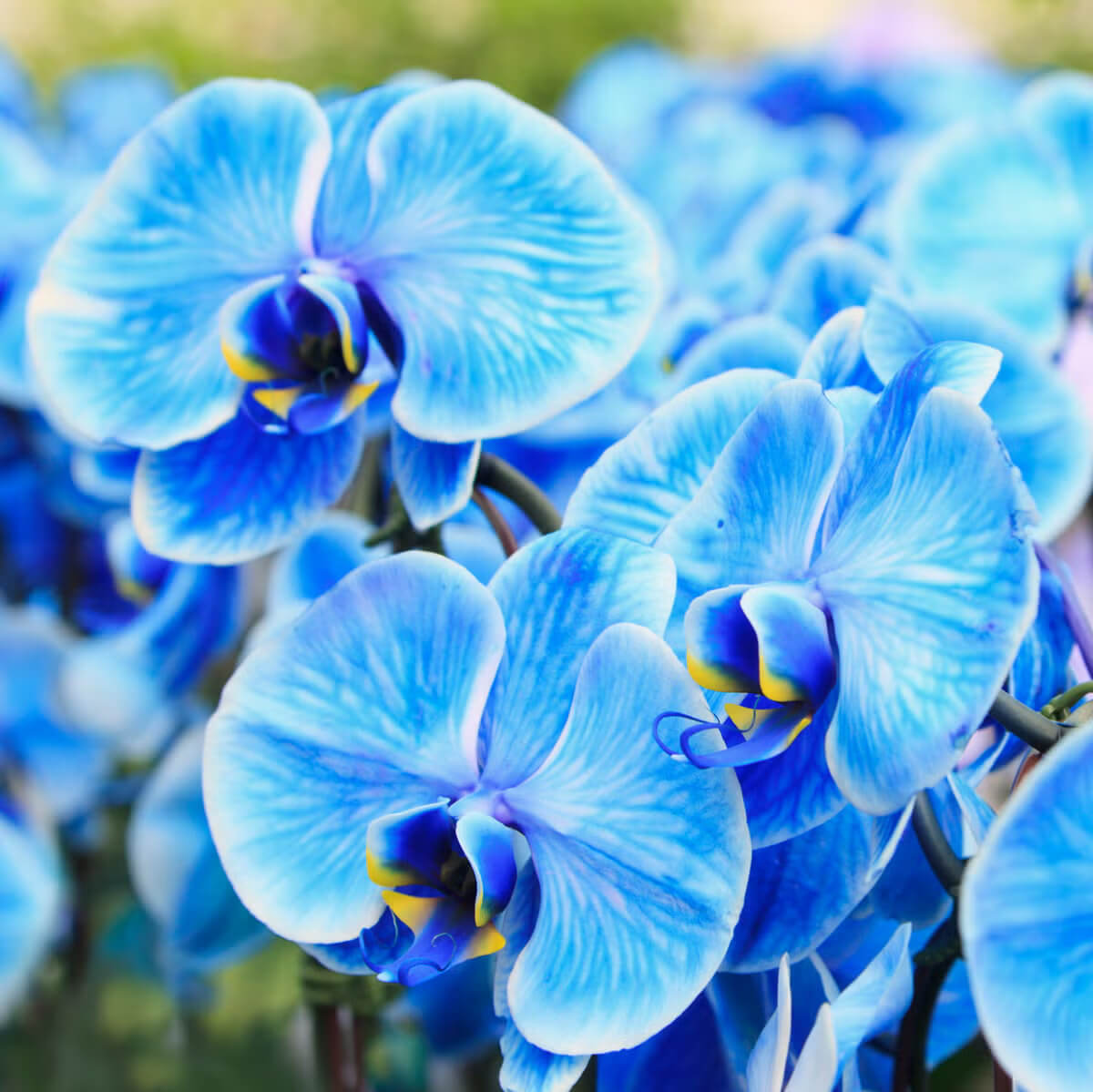 Orchid Seeds – Blue Phalaenopsis